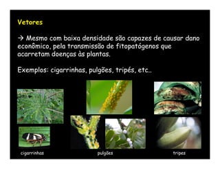 Vetores

 Mesmo com baixa densidade são capazes de causar dano
econômico, pela transmissão de fïtopatógenos que
acarretam doenças às plantas.

Exemplos: cigarrinhas, pulgões, tripés, etc..




 cigarrinhas              pulgões               tripes
 