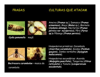 PRAGAS                         CULTURAS QUE ATACAM



                                   Ameixa (Prunus sp.), Damasco (Prunus
                                   armeniaca), Maça (Malus sp.), Marmelo
                                   (Cydonia oblonga), Nectarina (Prunus
                                   persica var. nucipersica), Pêra (Pyrus
                                   sp.)e Pêssego (Prunus persica).
Cydia pomonella   maçã


                                   Hospedeiros primários: Carambola
                                   (Averrhoa carambola), Goiaba (Psidium
                                   guajava), Jambo vermelho (Syzygium
                                   malaccensis).
                                   Hospedeiros secundários: Acerola
                                   (Malpighia puncifolia), Tangerina (Citrus
Bactrocera carambolae – mosca da   reticulata) e Tomate (Licopersicum
carambola                          esculentum).
 