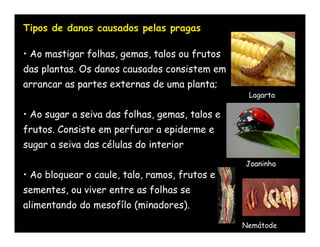 Tipos de danos causados pelas pragas

• Ao mastigar folhas, gemas, talos ou frutos
das plantas. Os danos causados consistem em
arrancar as partes externas de uma planta;
                                                 Lagarta

• Ao sugar a seiva das folhas, gemas, talos e
frutos. Consiste em perfurar a epiderme e
sugar a seiva das células do interior
                                                Joaninha
• Ao bloquear o caule, talo, ramos, frutos e
sementes, ou viver entre as folhas se
alimentando do mesofílo (minadores).

                                                Nemátode
 