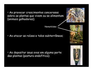 • Ao provocar crescimentos cancerosos
sobre as plantas que vivem ou se alimentam
(animais galhadores);

                            Nematóides



• Ao atacar as raízes e talos subterrâneos;




• Ao depositar seus ovos em alguma parte
das plantas (postura endofïtica);
 