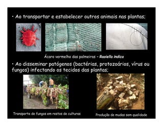 • Ao transportar e estabelecer outros animais nas plantas;




                   Ácaro vermelho das palmeiras – Raoiella indica

• Ao disseminar patógenos (bactérias, protozoários, vírus ou
fungos) infectando os tecidos das plantas;




Transporte de fungos em restos de culturas      Produção de mudas sem qualidade
 