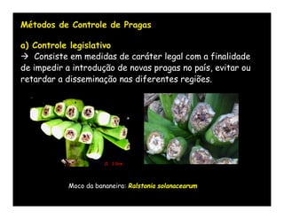 Métodos de Controle de Pragas

a) Controle legislativo
 Consiste em medidas de caráter legal com a finalidade
de impedir a introdução de novas pragas no país, evitar ou
retardar a disseminação nas diferentes regiões.




            Moco da bananeira: Ralstonia solanacearum
 