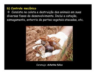 b) Controle mecânico
 Consiste na coleta e destruição dos animais em suas
diversas fases do desenvolvimento. Inclui a catação,
esmagamento, enterrio de partes vegetais atacadas, etc.




                     Caramujo: Achatina fulica
 