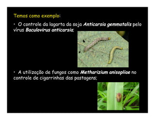 Temos como exemplo:
• O controle da lagarta da soja Anticarsia gemmatalis pelo
vírus Baculovirus anticarsia;




• A utilização de fungos como Metharizium anisopliae no
controle de cigarrinhas das pastagens;
 