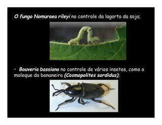 O fungo Nomuraea rileyi no controle da lagarta da soja;




• Bauveria bassiana no controle de vários insetos, como o
moleque da bananeira (Cosmopolites sordidus);
 