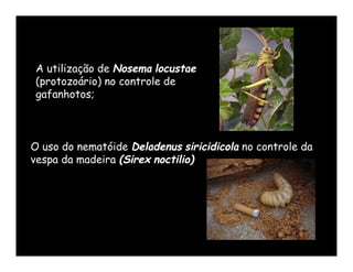 A utilização de Nosema locustae
 (protozoário) no controle de
 gafanhotos;



O uso do nematóide Deladenus siricidicola no controle da
vespa da madeira (Sirex noctilio)
 