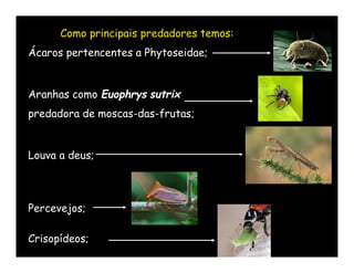 Como principais predadores temos:
Ácaros pertencentes a Phytoseidae;


Aranhas como Euophrys sutrix
predadora de moscas-das-frutas;


Louva a deus;



Percevejos;

Crisopídeos;
 