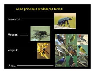 Como principais predadores temos:


Besouros;




Moscas;




Vespas;




Aves.
 