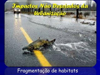 Impactos Não Desejados da
       Urbanização




 Fragmentação de habitats
 