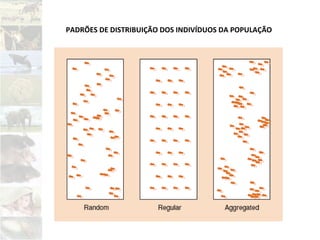 PADRÕES DE DISTRIBUIÇÃO DOS INDIVÍDUOS DA POPULAÇÃO
 