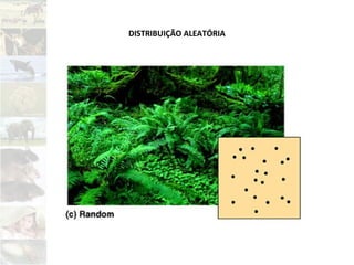 DISTRIBUIÇÃO ALEATÓRIA
 