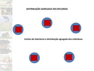 DISTRIBUIÇÃO AGREGADA DOS RECURSOS
Limites de tolerância e distribuição agregada dos indivíduos
 