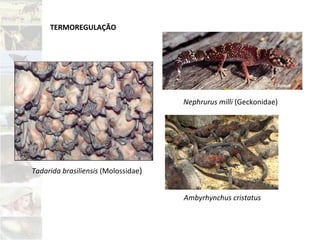 TERMOREGULAÇÃO
Nephrurus milli (Geckonidae)
Ambyrhynchus cristatus
Tadarida brasiliensis (Molossidae)
 