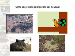 PADRÃO DE DEPOSIÇÃO E DISTRIBUIÇÃO DOS INDIVÍDUOS
 