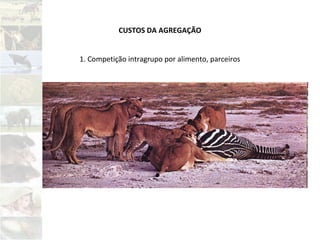 CUSTOS DA AGREGAÇÃO
1. Competição intragrupo por alimento, parceiros
 