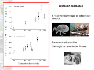 CUSTOS DA AGREGAÇÃO
2. Risco de disseminação de patógenos e
parasitas
Aumento de ectoparasitas
Diminuição do tamanho dos filhotes
 