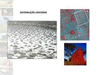 DISTRIBUIÇÃO UNIFORME
 