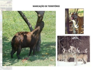 MARCAÇÃO DE TERRITÓRIO
 