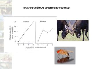 NÚMERO DE CÓPULAS E SUCESSO REPRODUTIVO
 