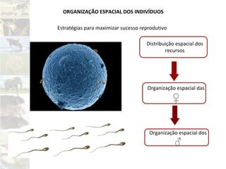 ORGANIZAÇÃO ESPACIAL DOS INDIVÍDUOS
Estratégias para maximizar sucesso reprodutivo
Distribuição espacial dos
recursos
Organização espacial das
♀
Organização espacial dos
♂
 