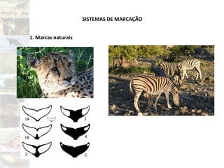 SISTEMAS DE MARCAÇÃO
1. Marcas naturais
 