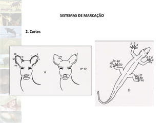 SISTEMAS DE MARCAÇÃO
2. Cortes
 