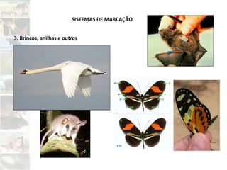 SISTEMAS DE MARCAÇÃO
3. Brincos, anilhas e outros
 