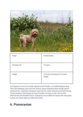 Popular 18 Teddy Bear Dog Breeds. breed barkspdf | PDF