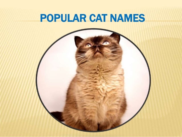 POPULAR CAT NAMES
 