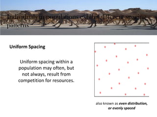 Individuals in populations exhibit different spacing
patterns
Uniform Spacing
Uniform spacing within a
population may often, but
not always, result from
competition for resources.
also known as even distribution,
or evenly spaced
 