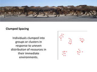 Individuals in populations exhibit different spacing
patterns
Clumped Spacing
Individuals clumped into
groups or clusters in
response to uneven
distribution of resources in
their immediate
environments.
 