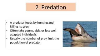Population, Community, and Ecosystem (IGCSE Biology) | PPTX