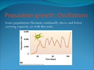 Population growth: Oscillations Some populations fluctuate continually above and below carrying capacity, as with this mite. 