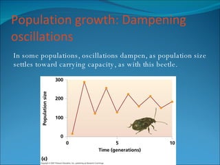 Population growth: Dampening oscillations In some populations, oscillations dampen, as population size settles toward carrying capacity, as with this beetle. 