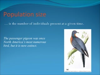 Population size …  is the number of individuals present at a given time. The passenger pigeon was once  North America’s most numerous bird, but it is now extinct. 