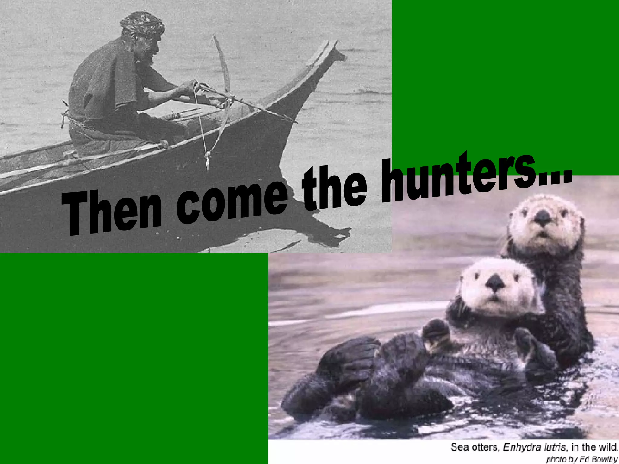 Then come the hunters... 