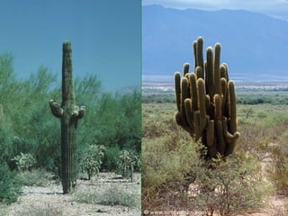 Population Ecology Intro Ppt