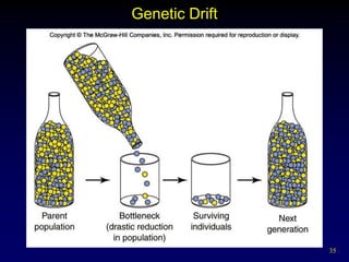 Genetic Drift




                35
 