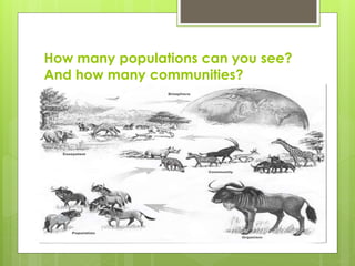 How many populations can you see?
And how many communities?
 