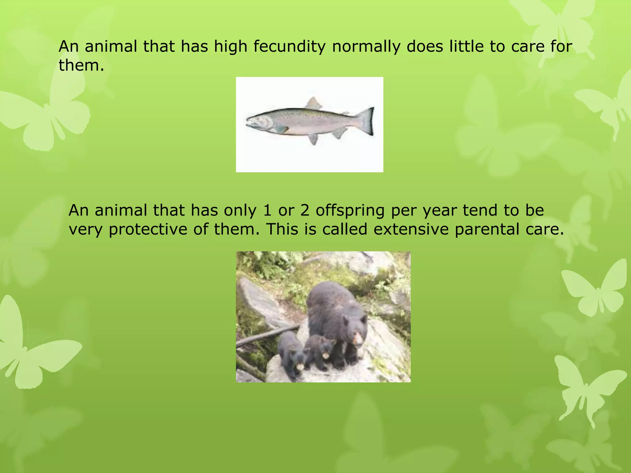 An animal that has high fecundity normally does little to care for
them.




 An animal that has only 1 or 2 offspring per year tend to be
 very protective of them. This is called extensive parental care.
 