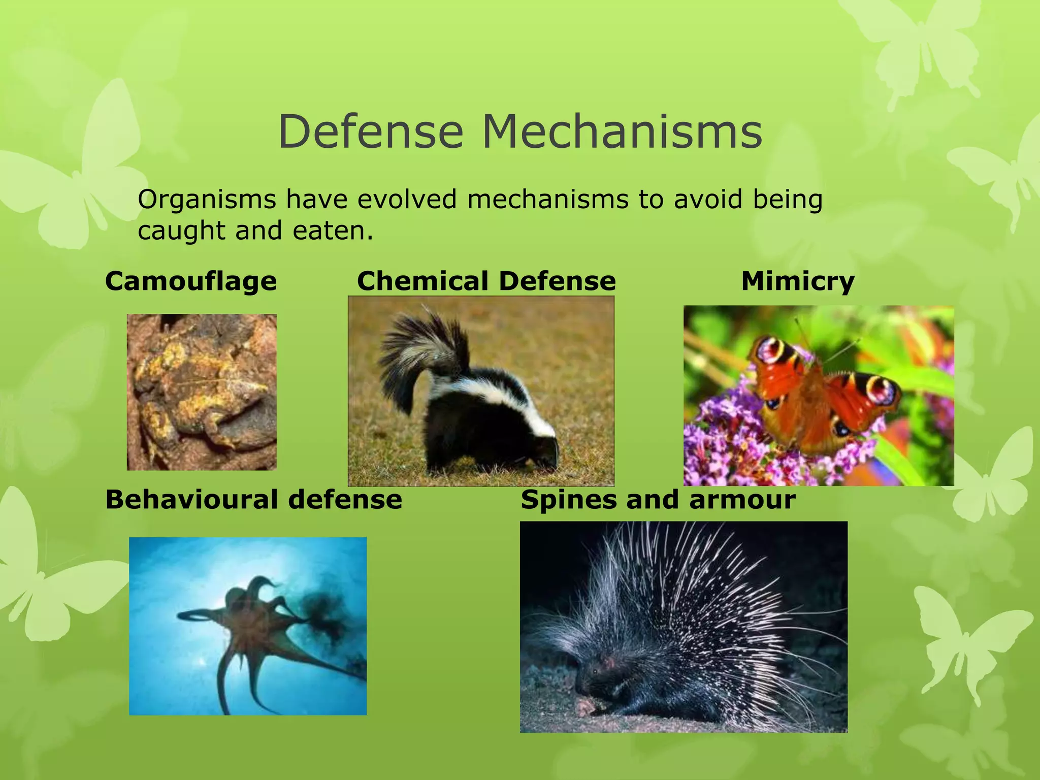 Defense Mechanisms
  Organisms have evolved mechanisms to avoid being
  caught and eaten.
Camouflage       Chemical Defense           Mimicry




Behavioural defense         Spines and armour
 