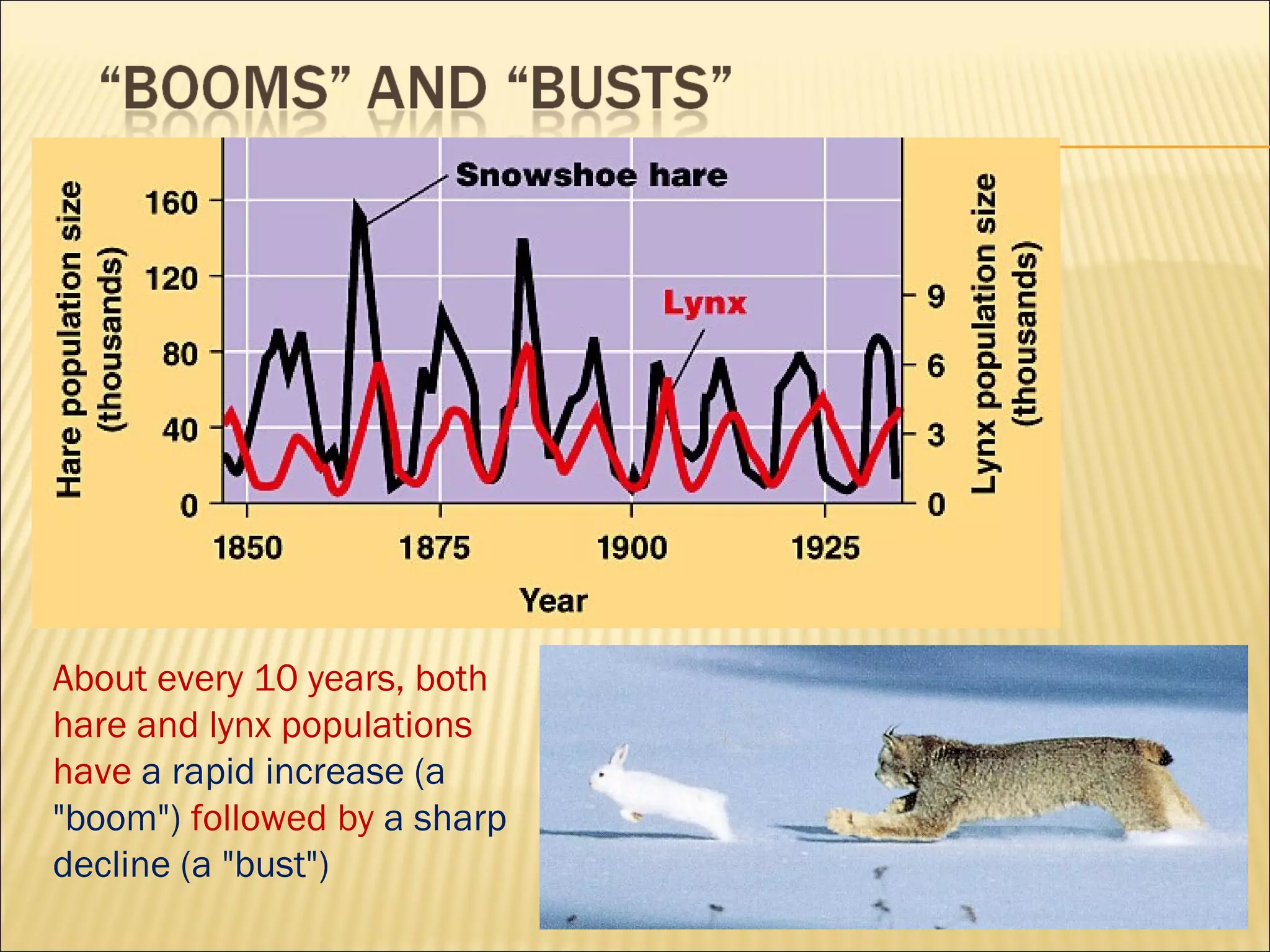 About every 10 years, both
hare and lynx populations
have a rapid increase (a
"boom") followed by a sharp
decline (a "bust")

 