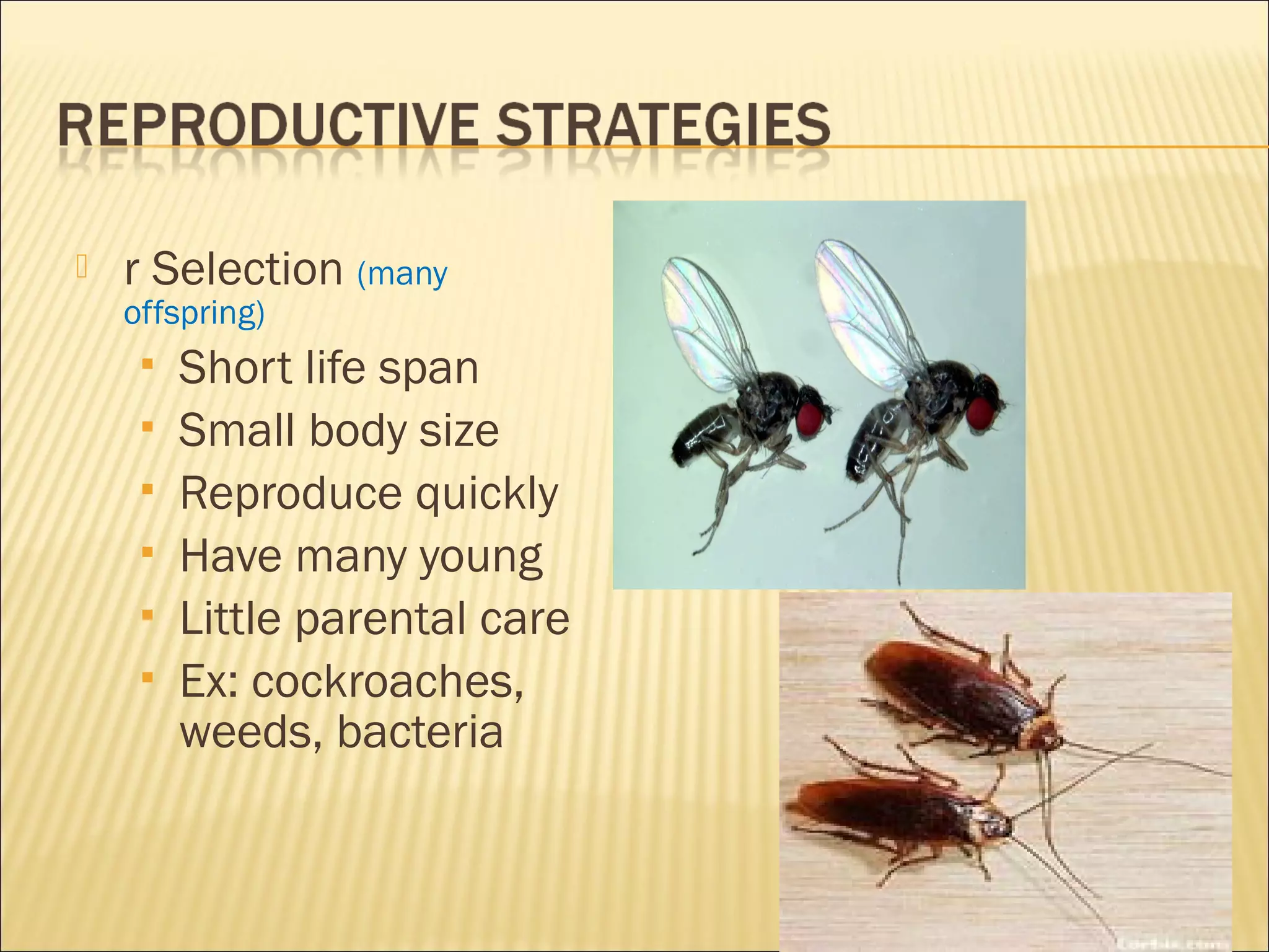 

r Selection (many
offspring)
 Short






life span
Small body size
Reproduce quickly
Have many young
Little parental care
Ex: cockroaches,
weeds, bacteria

 