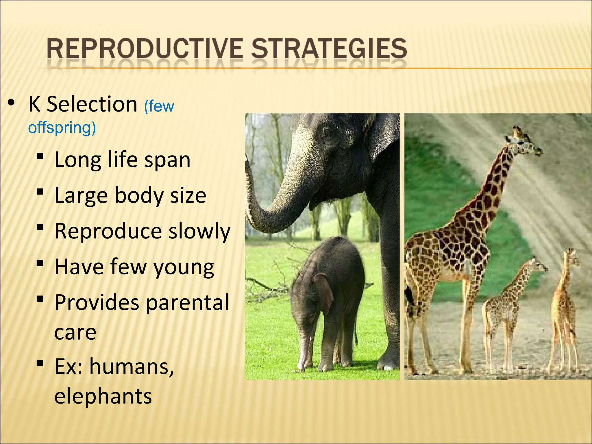 • K Selection (few
offspring)

 Long life span
 Large body size
 Reproduce slowly
 Have few young
 Provides parental

care
 Ex: humans,
elephants

 