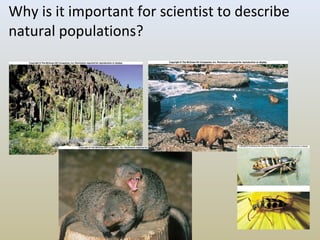 Population ecology | PPT