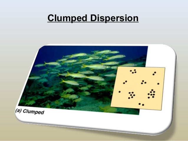clumped dispersio clumped dispersio