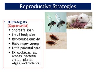 Reproductive Strategies
• R Strategists
(Opportunist)
 Short life span
 Small body size
 Reproduce quickly
 Have many young
 Little parental care
 Ex: cockroaches,
weeds, bacteria
annual plants,
Algae and rodents
 