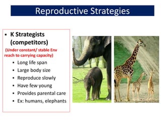 Reproductive Strategies
• K Strategists
(competitors)
(Under constant/ stable Env
reach to carrying capacity)
 Long life span
 Large body size
 Reproduce slowly
 Have few young
 Provides parental care
 Ex: humans, elephants
 