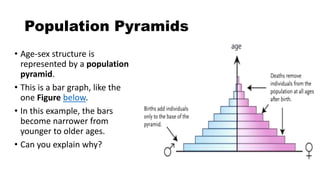 Population Pyramids
• Age-sex structure is
represented by a population
pyramid.
• This is a bar graph, like the
one Figure below.
• In this example, the bars
become narrower from
younger to older ages.
• Can you explain why?
 