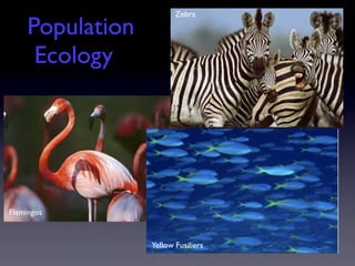 Zebra

     Population
      Ecology




Flamingos


                  Yellow Fusiliers
 
